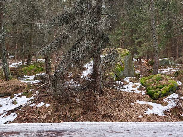 Evergreen tree clinging to roadside boulder, park ranger marking boundary, mosscovered rock, pine litter, cold