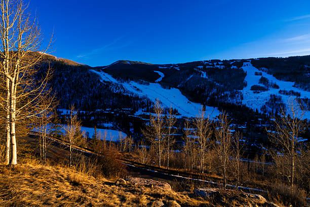 Winter golden hour light illuminates foreground aspen trees with shaded ski slopes of Vail in background.