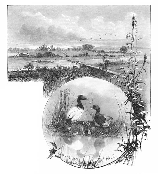 Image Montage of ducks hiding on marshy land in Minnesota.  Copy Space. Illustration published 1879. Original edition is from my own archives. Copyright has expired and is in Public Domain.