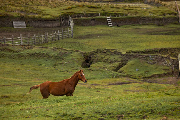 Herd of wild horses on cordillera, Cotopaxi National Park, Ecuadorian Andes