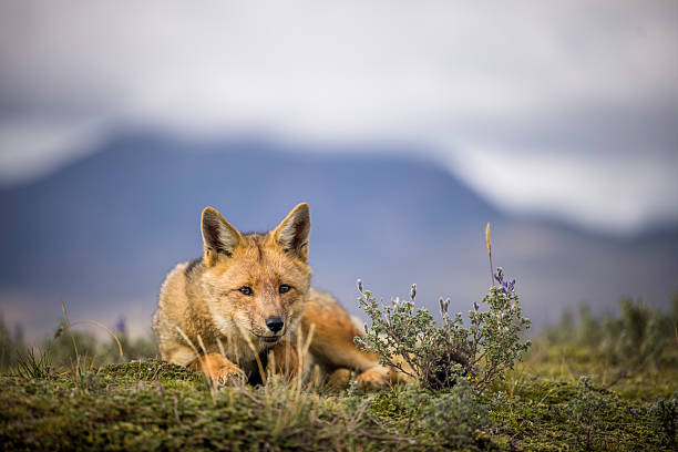 Chile wild desert fox view