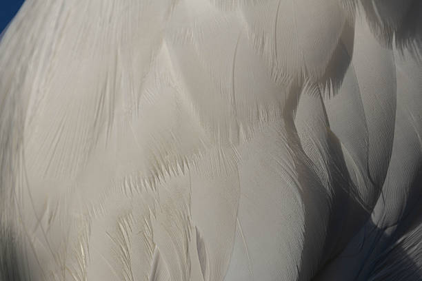 An exquisite macro photograph focusing on the delicate, layered textures of a Great Egret's (Ardea alba) pristine white plumage. The image highlights the fine, wispy details of the feathers, creating a soft, almost fur-like organic pattern. A sliver of deep blue sky in the corner provides a sharp, clean contrast to the brilliant white tones. This minimalist, high-detail nature study captures the elegance of avian anatomy and is perfect for high-end interior decor, textile inspiration, or conservation-themed editorial content.