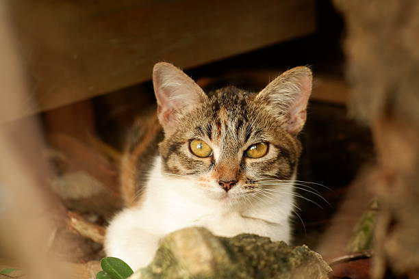Closeup Cat Face Showing Whiskers and Expressive Eyes