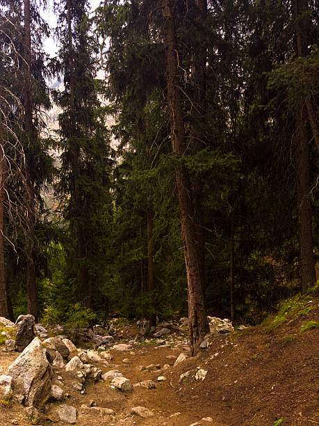 A natural hiking path covered with stones cuts through a thick evergreen forest in a tranquil alpine setting.