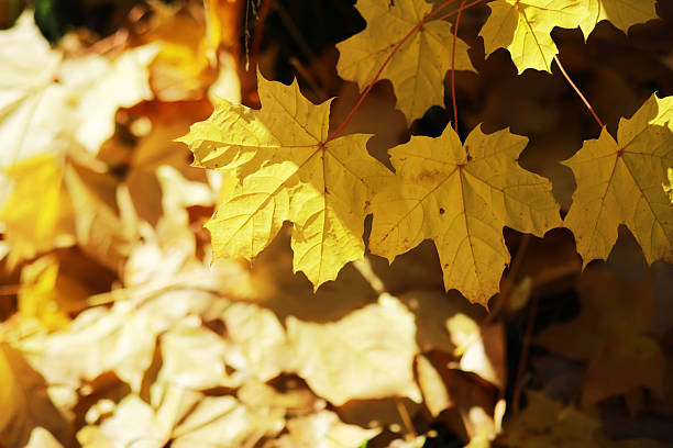 automn leaves on the ground in the english garden