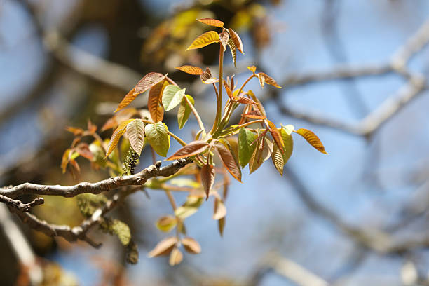 A tree branch is covered in leaves that are a mix of green and red. The leaves are attached to the tree and are visible on the branch. The leaves are in various stages of growth