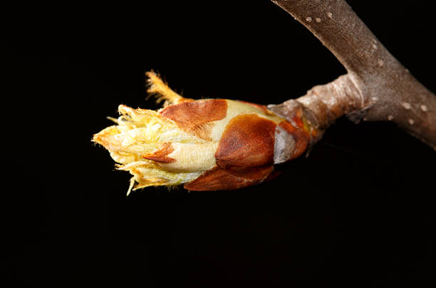 A lot of buds of a cherry tree.