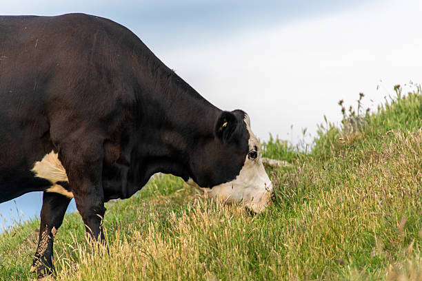 A cow grazing in a pasture near Dunedin, Otago, New Zealand