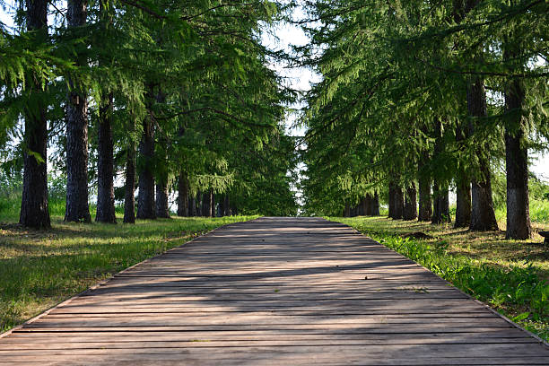 Serene Wooden Walkway Lined with Tall larch Trees in summer