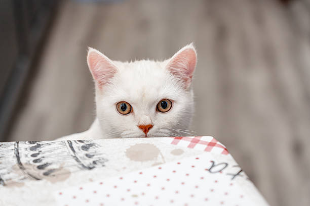 Cute white cat peeks out from behind the table at home