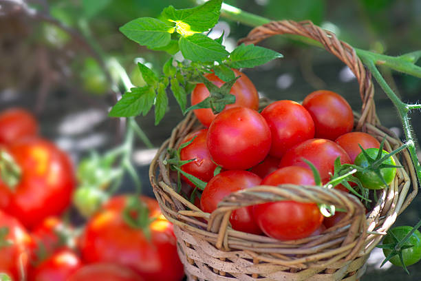 freshly harvested cherry tomatoes in a small wicker basket among leaf in garden