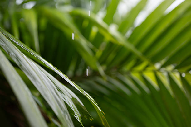 Fresh green tropical palm leaves illuminated during rainy day in a natural outdoor environment