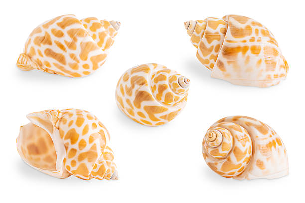 Collection or set of different spotted orange seashells isolated on white background found at ocean or sea beaches during summer holiday vacations used as souvenir gift or natural decoration element