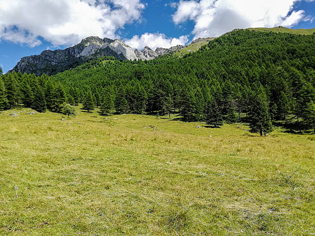 Summer morning photograph taken in a high-altitude pasture in the Val Canè area, Brescia, Lombardy, Italy, Europe, a side valley of Upper Val Camonica within Stelvio National Park. The scene shows a mountain meadow with freshly cut grass left to dry, reflecting traditional alpine farming practices. In the background, rugged rocky peaks rise above a dense conifer forest at their base. A deep blue, clear sky with a few large white clouds completes the composition, conveying openness, rural heritage and the pristine beauty of protected alpine landscapes.