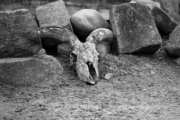 A weathered skull with prominent horns lies scattered among rough stones in a barren area. Dust blankets the ground, capturing a moment of stillness and mystery in nature's embrace.