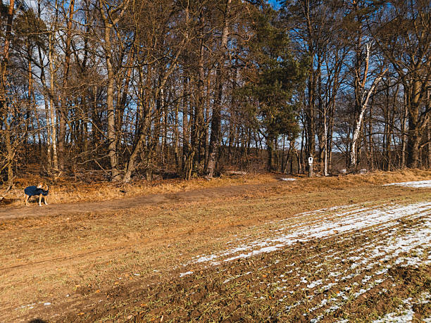 Walking with a dog off-leash on a sunny winter day