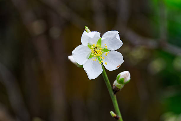 Single Almond Blossom with intentionally blurry background