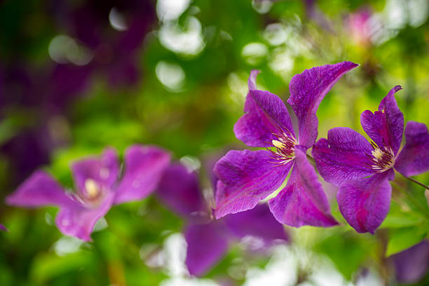 Floral background with vibrant clematis and green foliage.