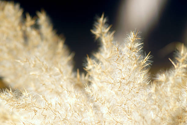 Represents nervous system regulation, sensory grounding, emotional decompression, and therapeutic calming imagery.