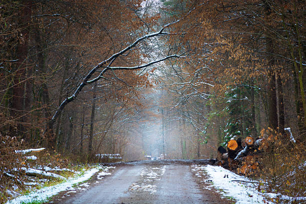 A tunnel of forest trees on the road, Nowiny, Poland