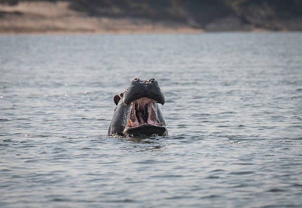 Close-up view of a hippopotamus with its mouth wide open, showing large teeth and textured tongue