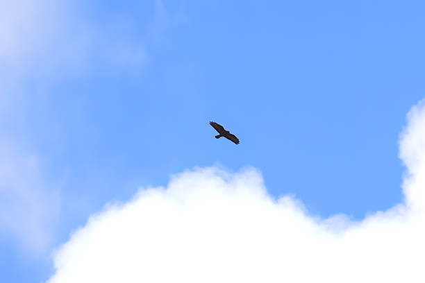 large cloud and blue sky, large wingspan of buzzards, buzzard in flight with large wings, blue sky, bird of prey searching for prey, Buteo buteo, Buzzard high in the sky with wings spread wide
