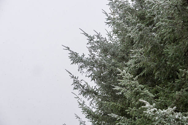 Minimalist winter view of evergreen branches lightly covered with frost against a bright, pale sky. Clean composition with negative space conveying calm and cold seasonal atmosphere.