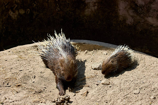 Two porcupine, one an albino, fast asleep in warm winter sunshine at a wildlife park near Oudtshoorn, Western Cape South Africa