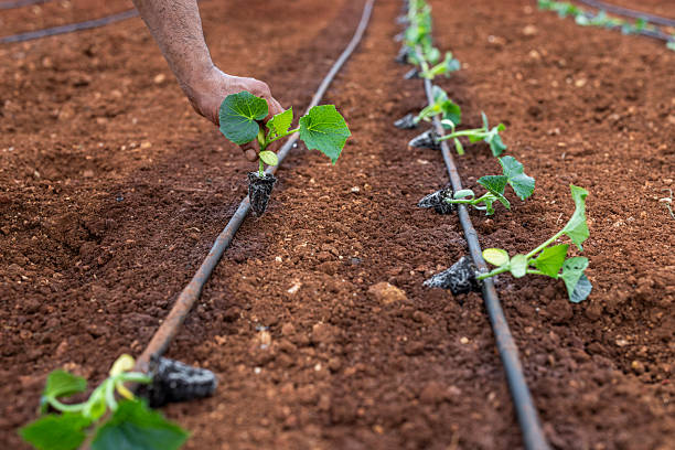 Close-up of a farmer's hand planting a young vegetable seedling into the fertile red soil directly beside a black drip irrigation hose. The image depicts a neat row of newly planted crops, representing modern agricultural techniques, water conservation, and precision farming.