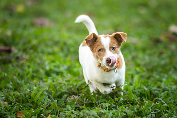 The dog playing in the dog park
