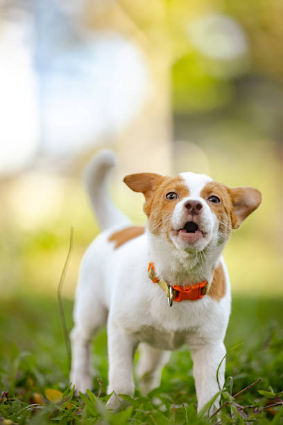 Domestic mixed-breed corgi puppy is barking on grass area at public park.