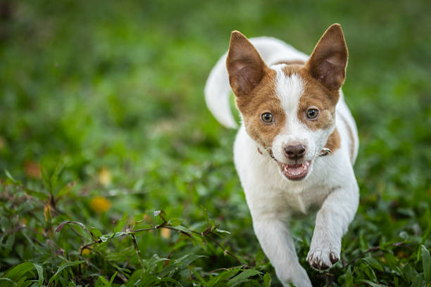 Domestic mixed-breed corgi puppy is running on grass area.