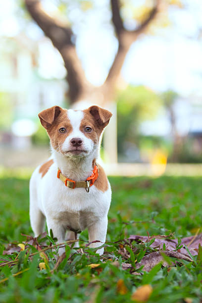 Domestic mixed-breed corgi puppy stands on grass area at public park.