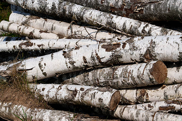 Weathered birch with textured details. Aged birch bark showcasing natural weathering effects. Detailed view of seasoned birch logs revealing natural weathering and rustic surface characteristics.
