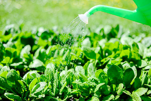 Bright green spinach foliage being watered in home garden under natural sunlight. Plant irrigation, sustainable gardening and fresh harvest concept