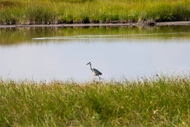 Great Blue Heron On The Wirral