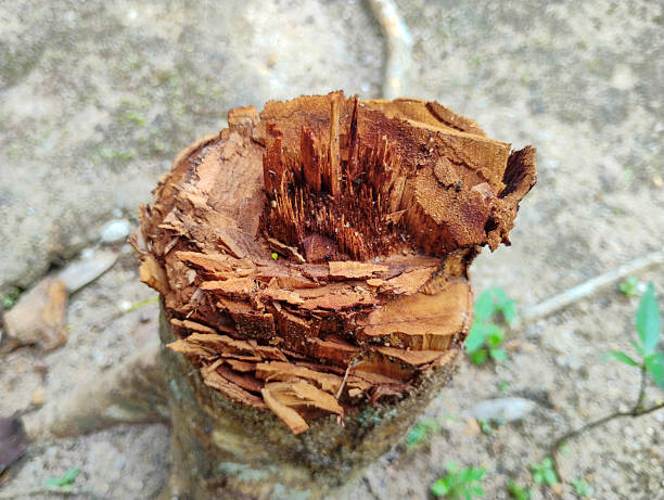 Close up of a freshly cut tree stump showing rough wood texture and splinters, deforestation or logging concept