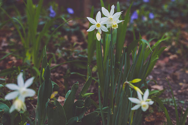 Flowers in the garden