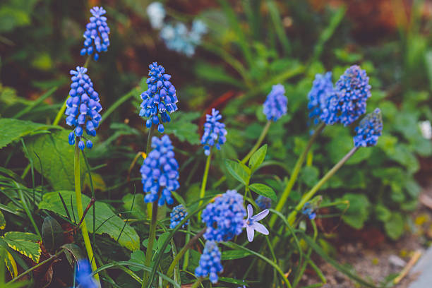 Flowers in the garden