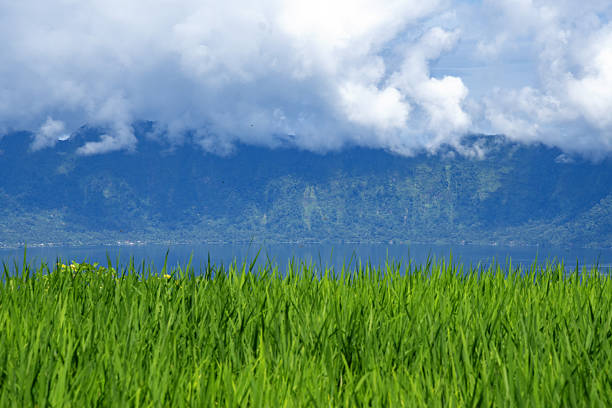 Rice paddy field against mountain and cloudy sky