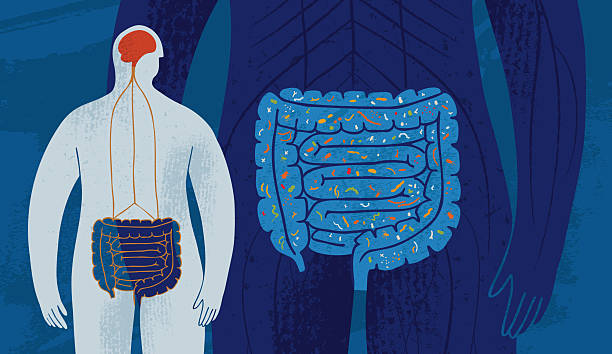 Gut & Brain Connection & Microbiota vector art illustration