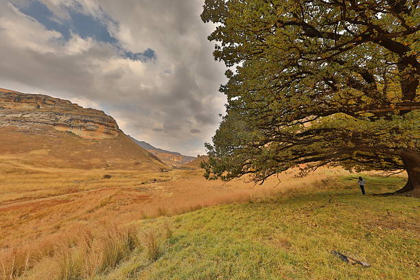 The park is a real highlight for visitors to the Free State. Popular attractions include the vast, colourful sandstone formations, which shine golden-yellow in the evening sun, and from which the area derives its name. Vegetation in the Golden Gate Nature Reserve consists mainly of wooded ravines, gullies and grasslands.