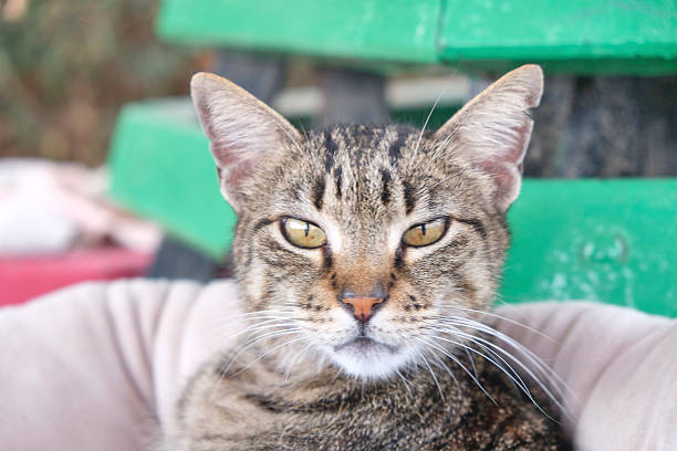 A portrait captures the beauty of a striped cat as it lies on the floor, with a blurred background adding depth to the image.