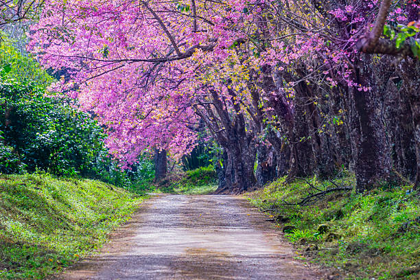 A woman is taking photos in a tea garden where cherry blossoms are planted