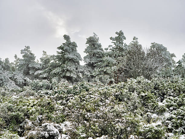 new year and christmas landscape winter forest with decorated fir trees in snowy winter forest wallpaper for design