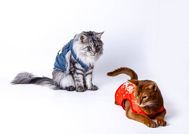 Maine Coon and Abyssinian cat take a photo together against a white background