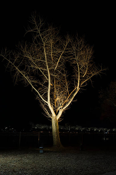 This photograph shows a bare tree at night, illuminated from below, with a dark, mysterious atmosphere. The branches reach up.
