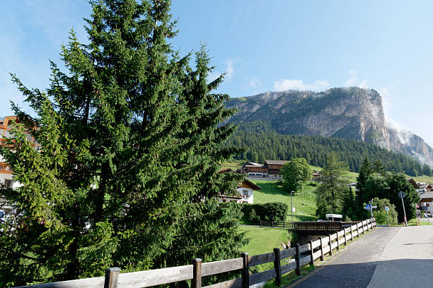 A towering pine tree frames a picturesque mountain village and steep rocky peaks.