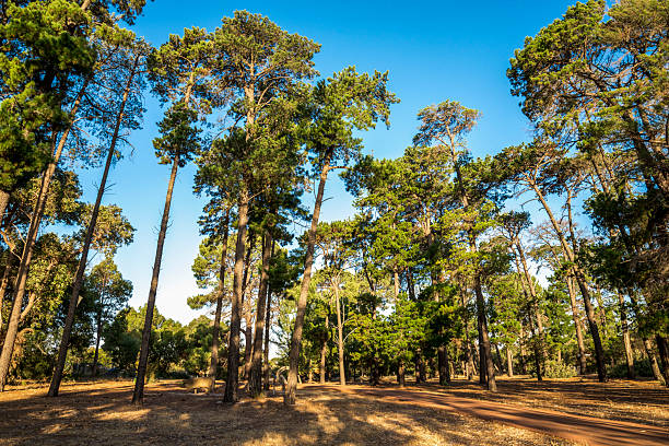 Tall pine forest canopy over red pathway with abstract sculptures in sunny Piney Lakes Reserve park, Perth, Australia, 16 December 2020