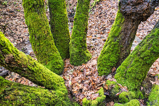 Trees covered in thick moss surrounded by leaves in autumn